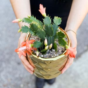 Christmas Cactus In Bloom Florist Orlando, FL Same-Day Delivery