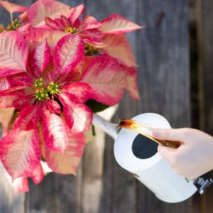 Poinsettia Plant In Bloom Florist Orlando, FL Same-Day Delivery