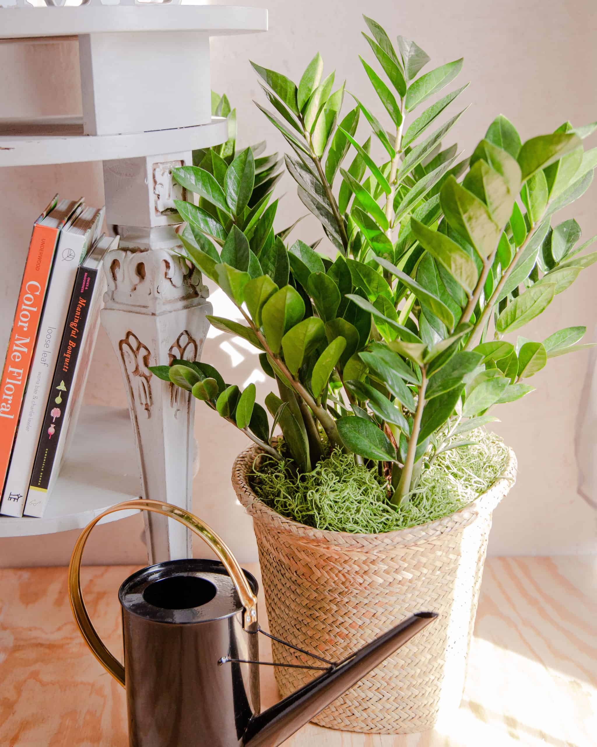 November Plant Zanzibar Gem (ZZ Plant) In Bloom Florist Blog