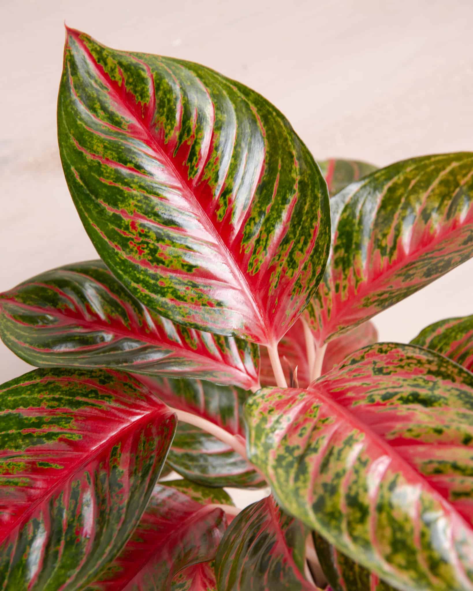 February Plant: Chinese Evergreen - Pink Aglaonema - In Bloom Florist Blog