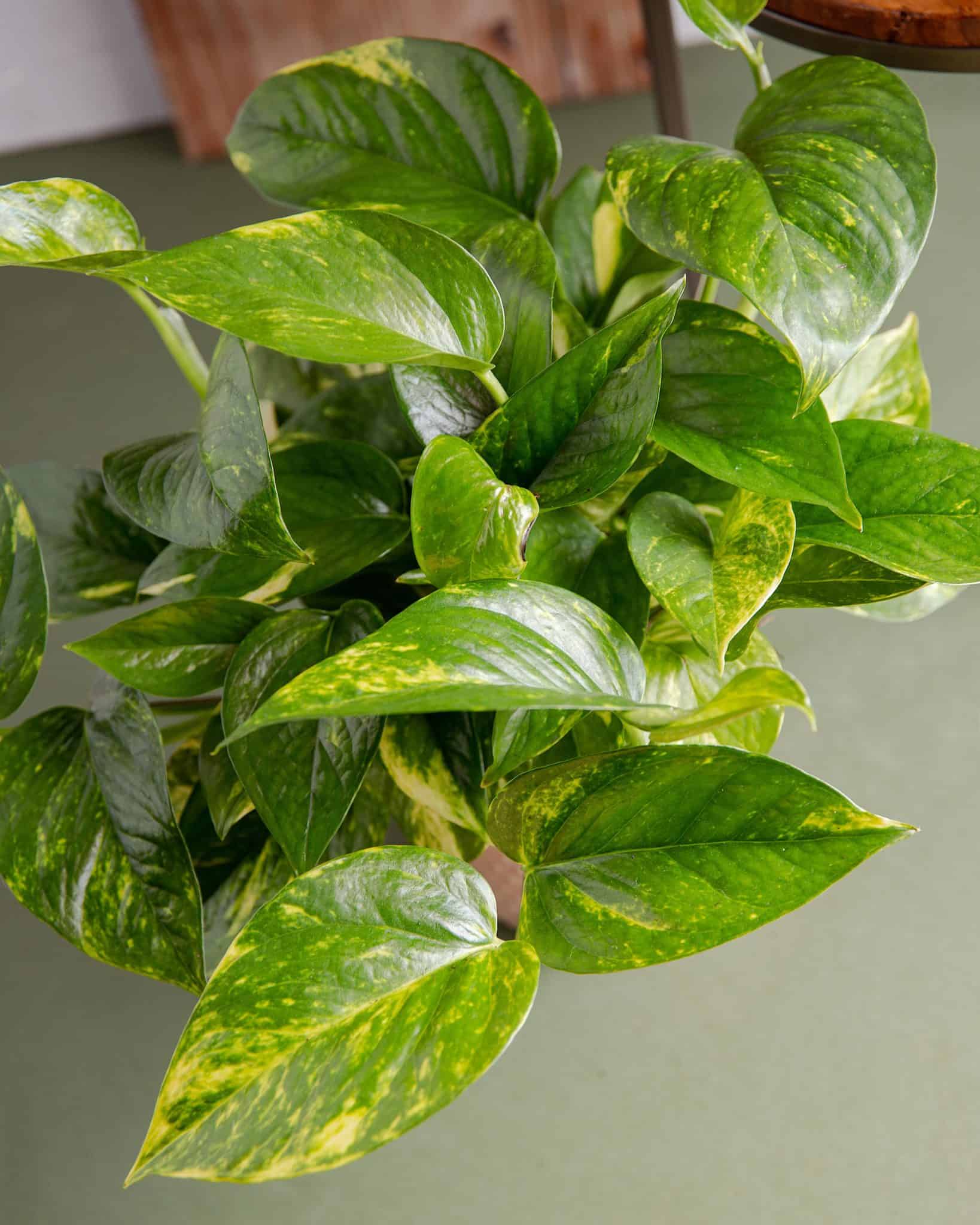March Plant Pothos In Bloom Florist Blog