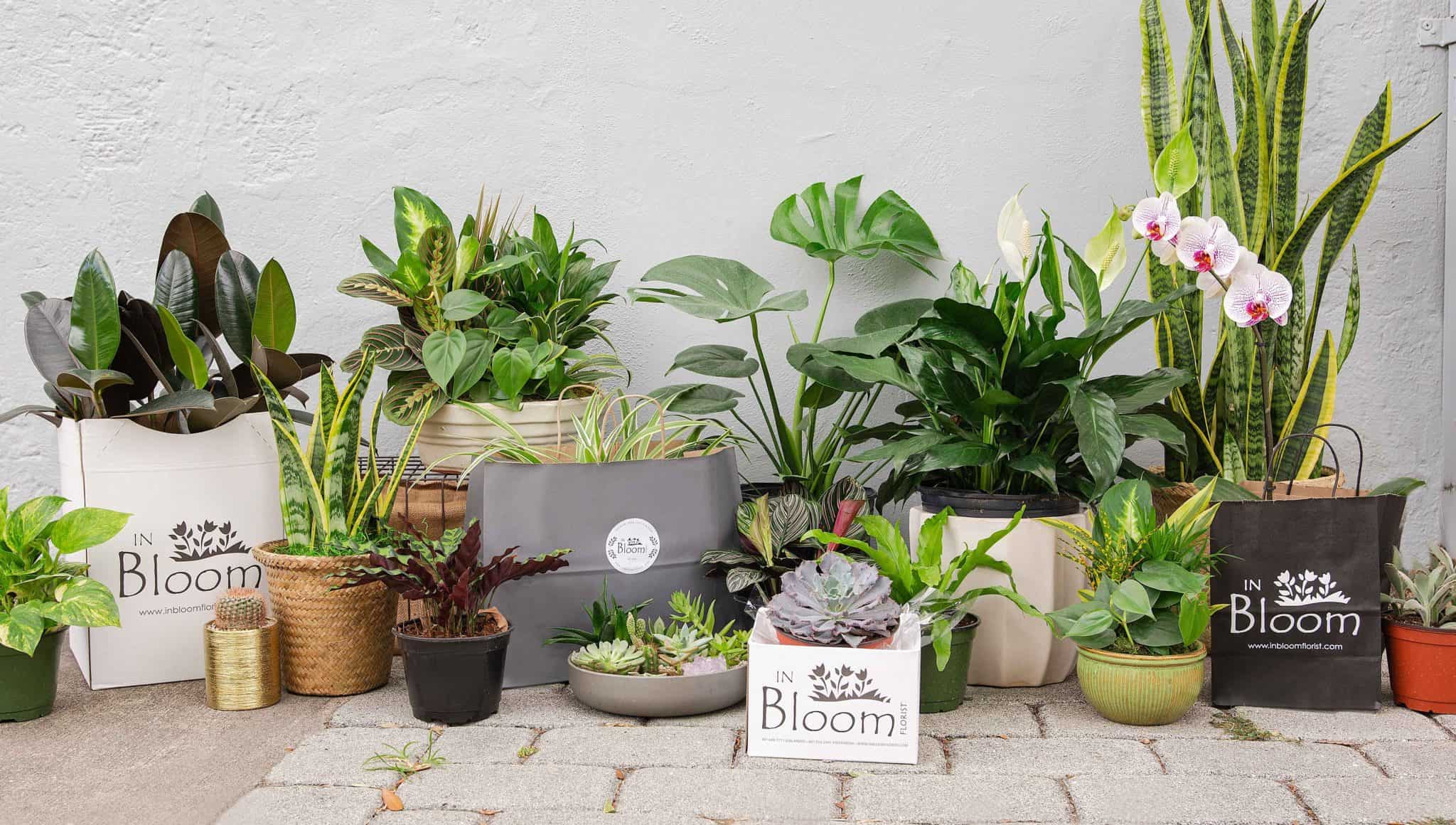Gifting With Plants In Bloom Florist Blog