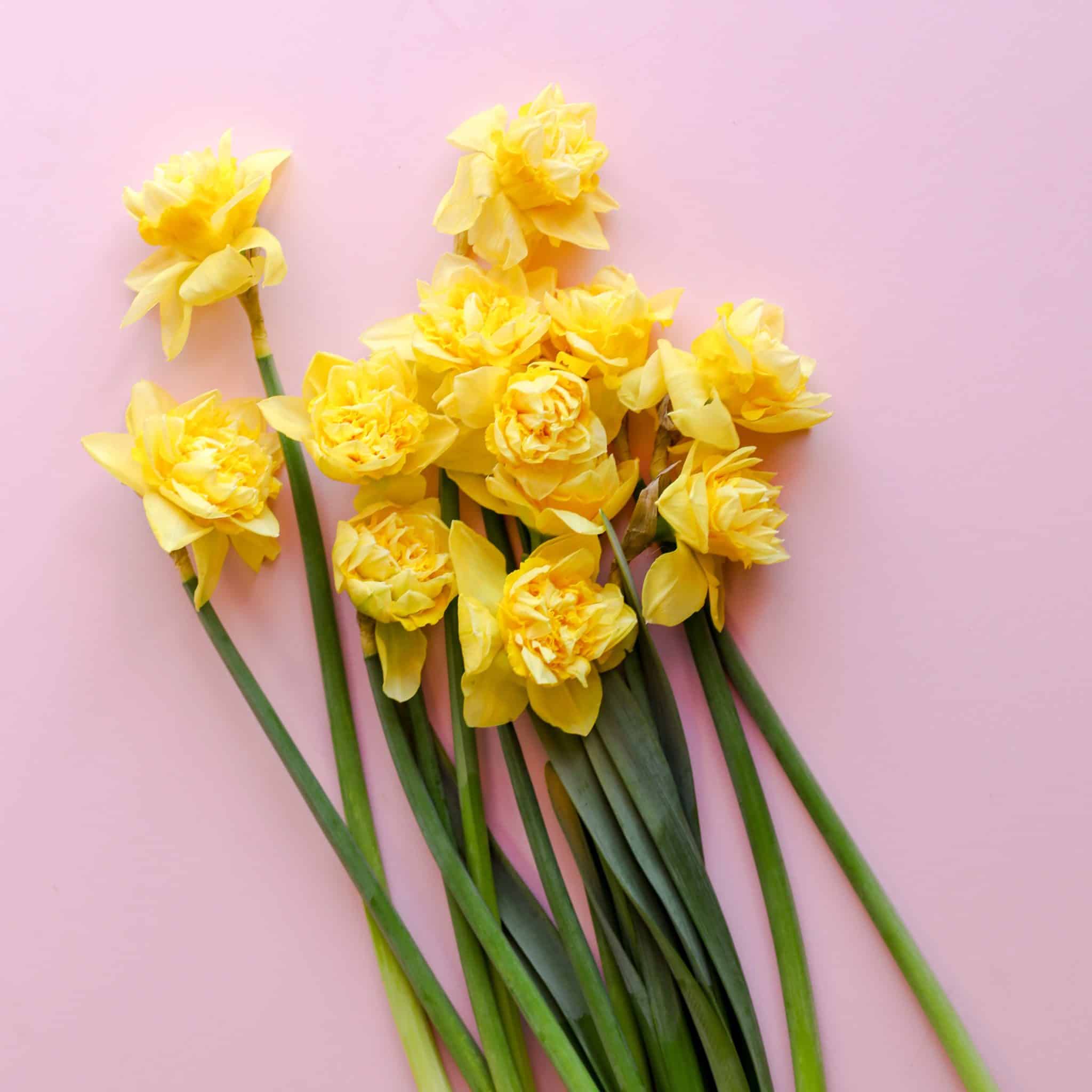 April Flower of the Month: Daffodils - In Bloom Florist Blog