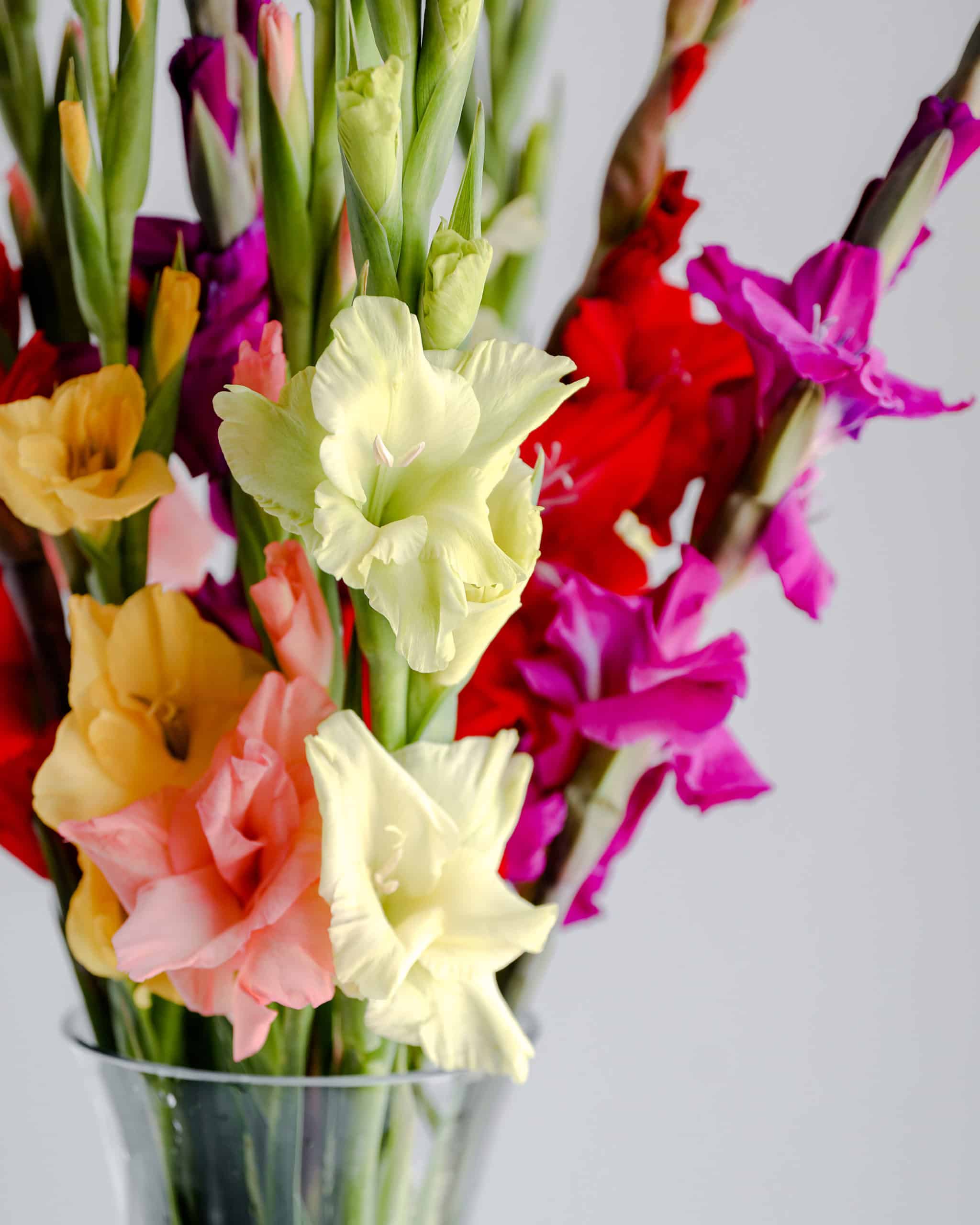 September Flower of the Month Gladiolus In Bloom Florist Blog