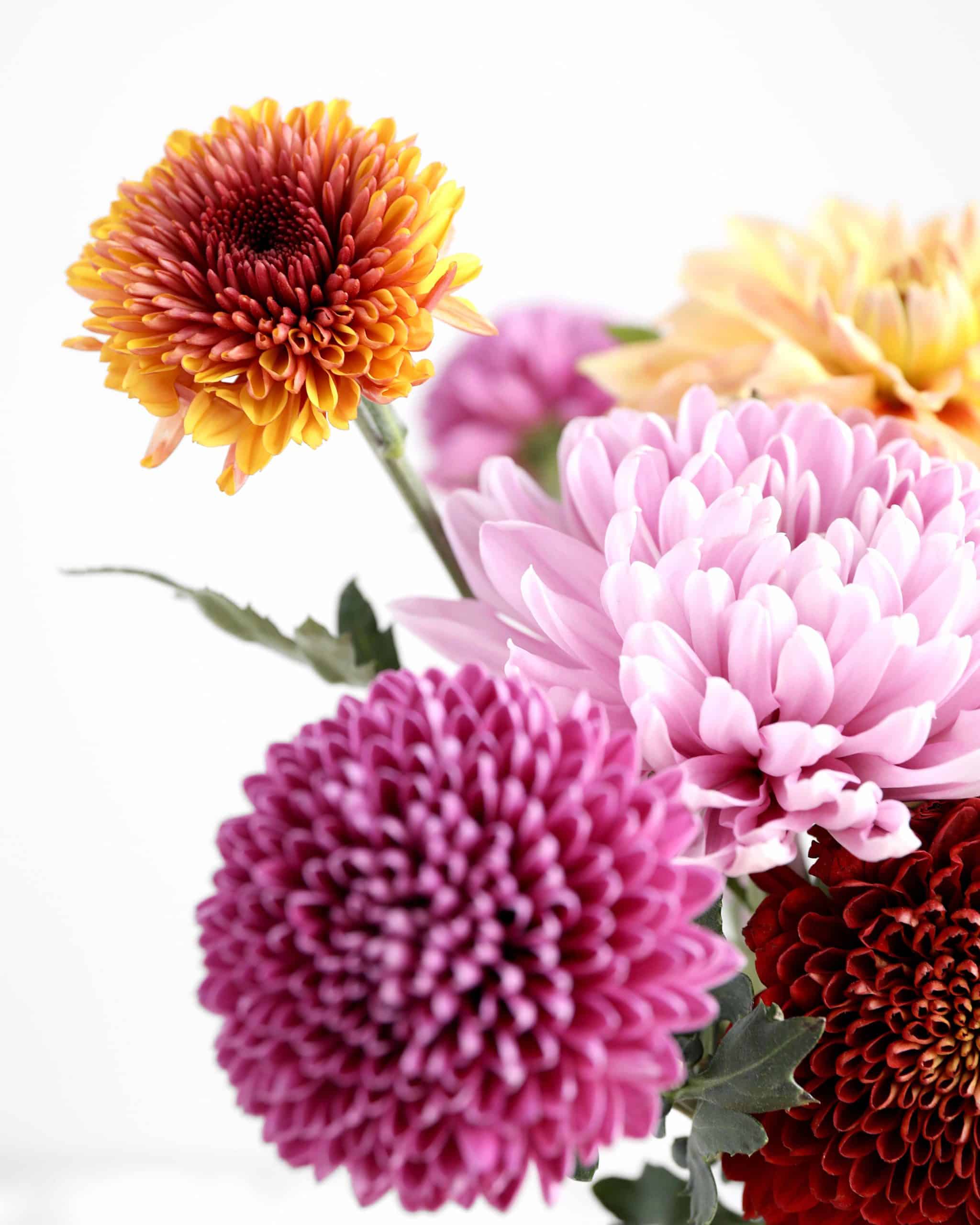 October Flower of the Month: Chrysanthemums - In Bloom Florist Blog