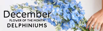 December 2022 Blog Cover Flower of the Month