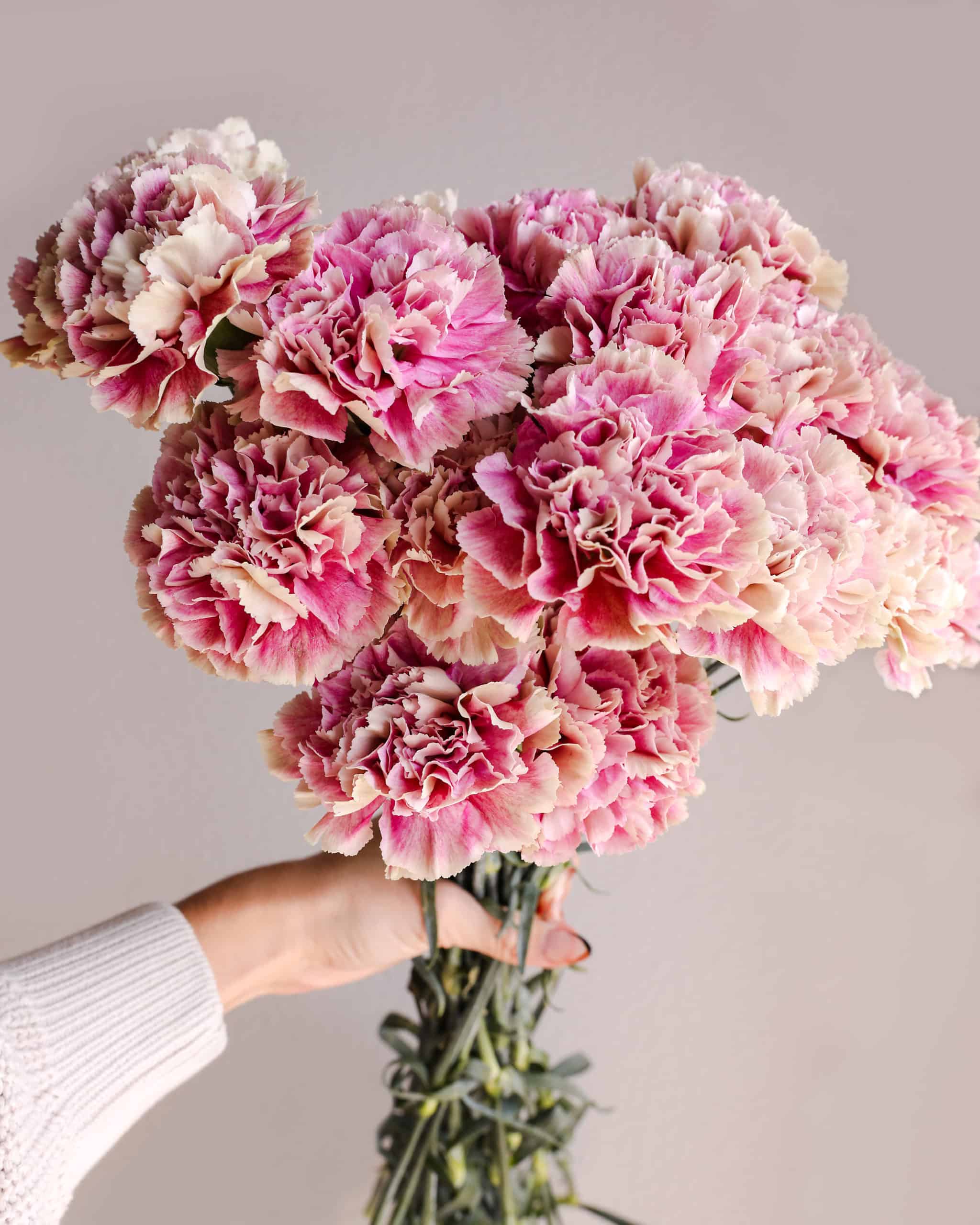 November Flower of the Month: Carnations - In Bloom Florist Blog