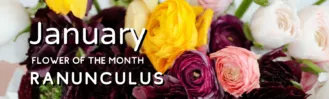 Ranunculus Flower of the Month_January 2023 Blog Cover Image