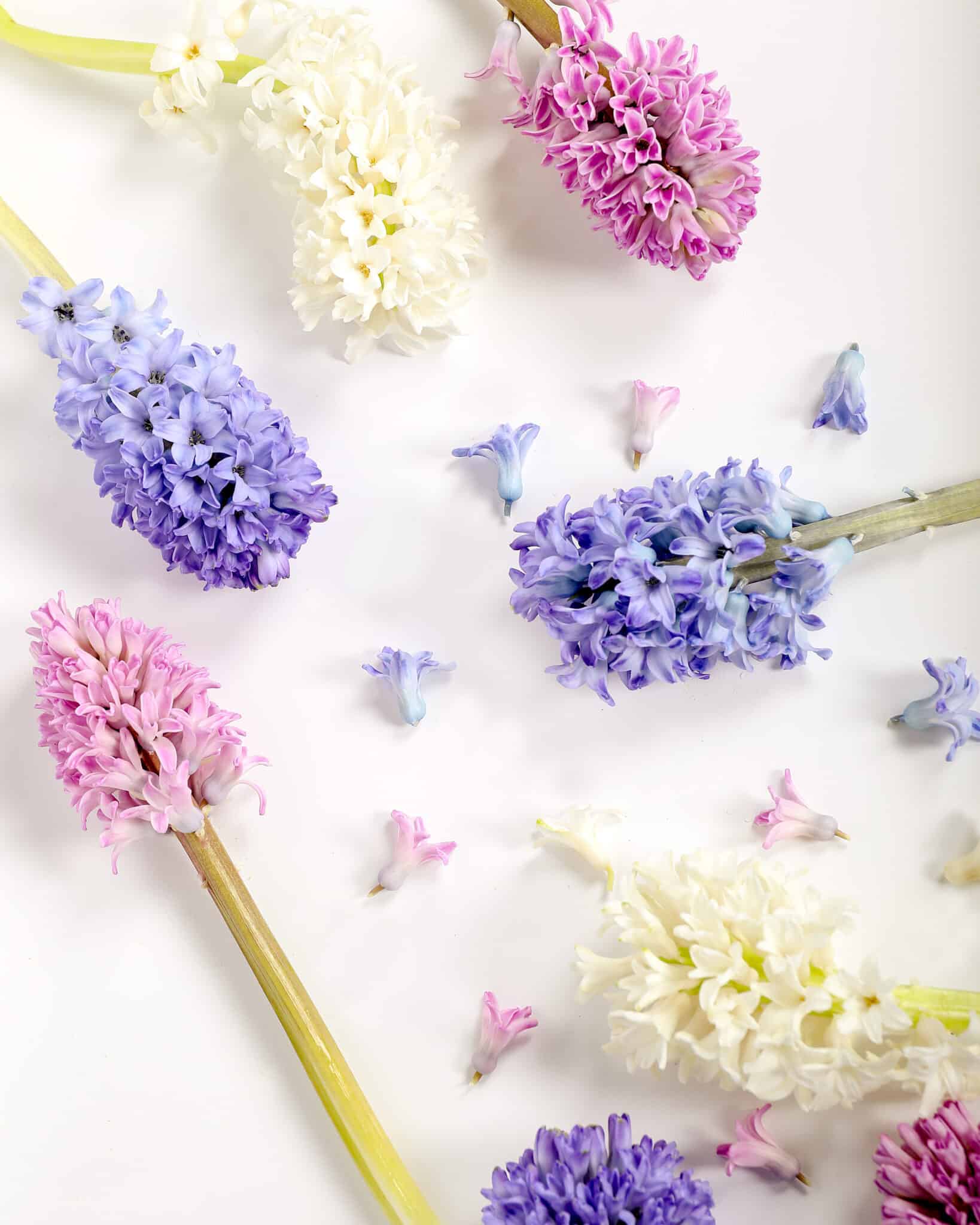 May Flower of the Month Hyacinth In Bloom Florist Blog In Bloom