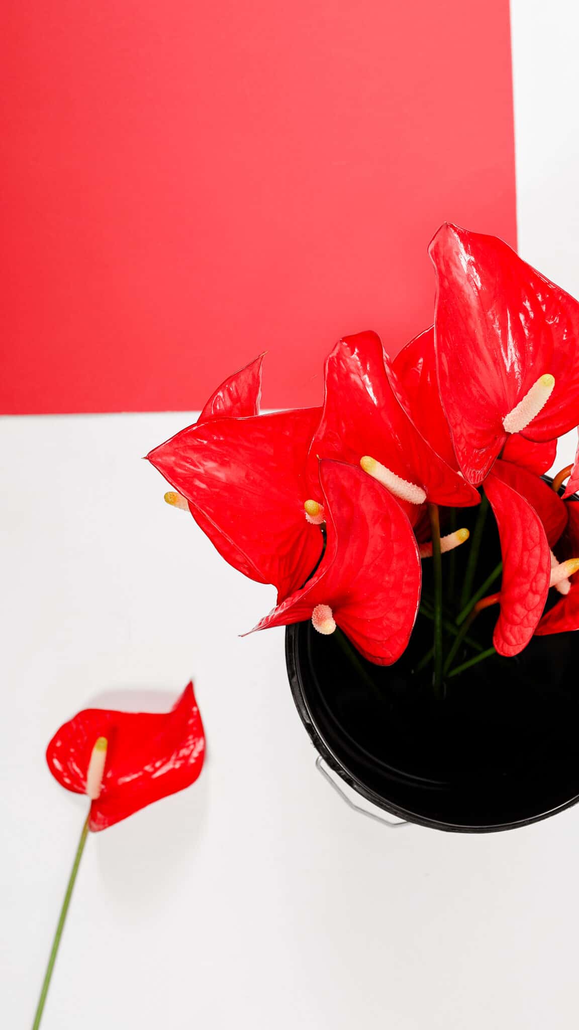 July Flower of the Month Anthurium In Bloom Florist Blog In Bloom Florist Blog