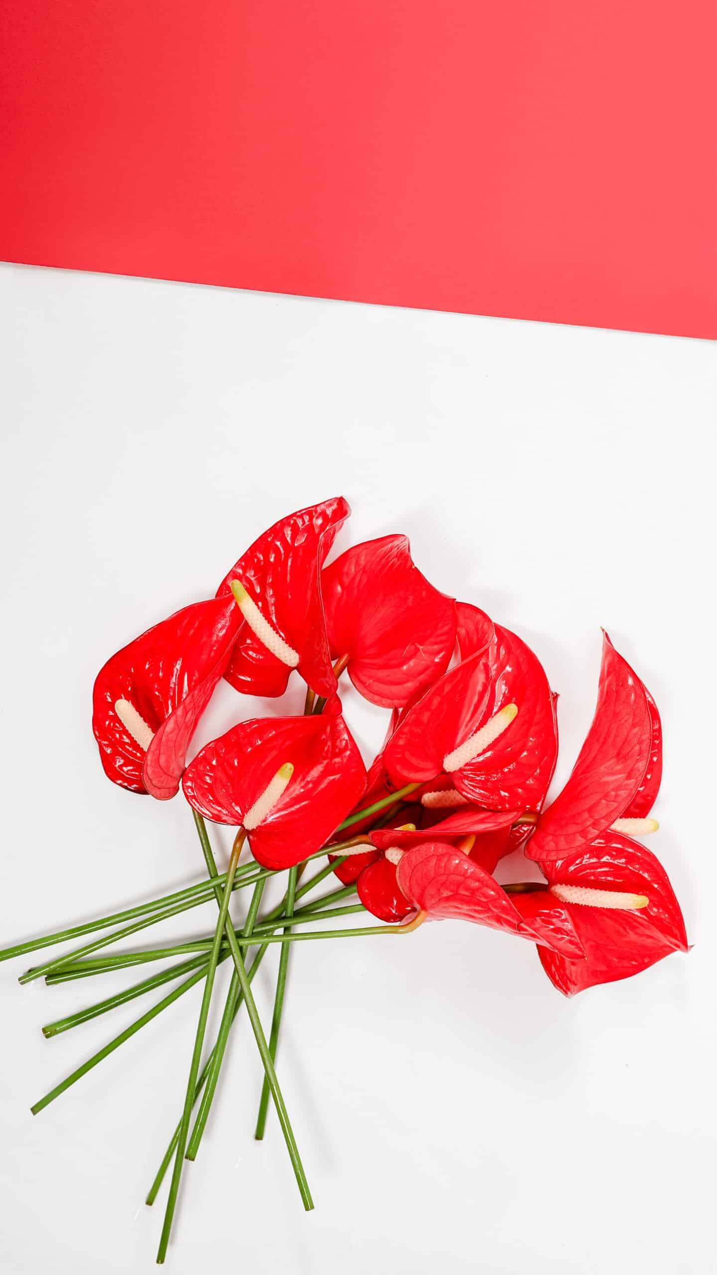 July Flower of the Month Anthurium In Bloom Florist Blog In Bloom Florist Blog