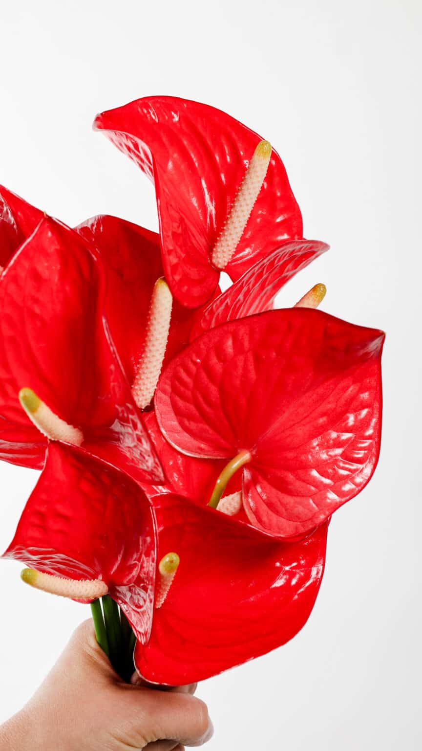 July Flower of the Month Anthurium In Bloom Florist Blog In Bloom Florist Blog
