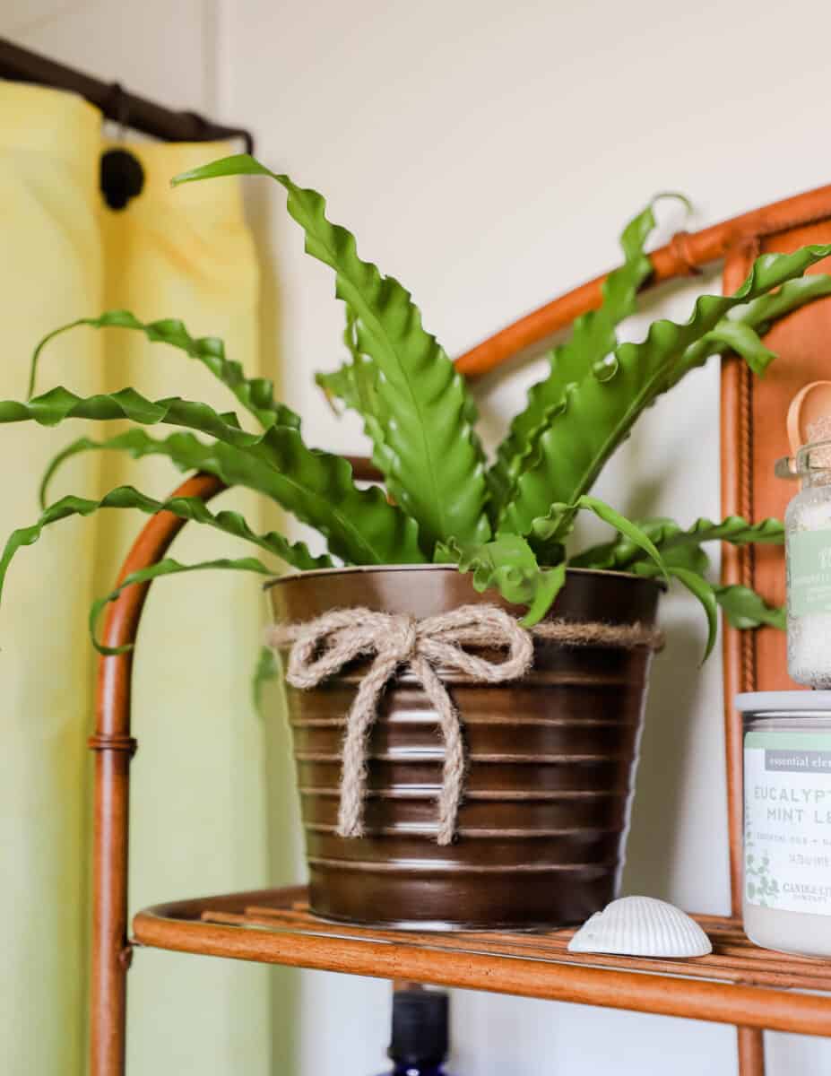 plants best for the bathroom