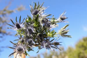 A bundle of blue thistle being held in the air