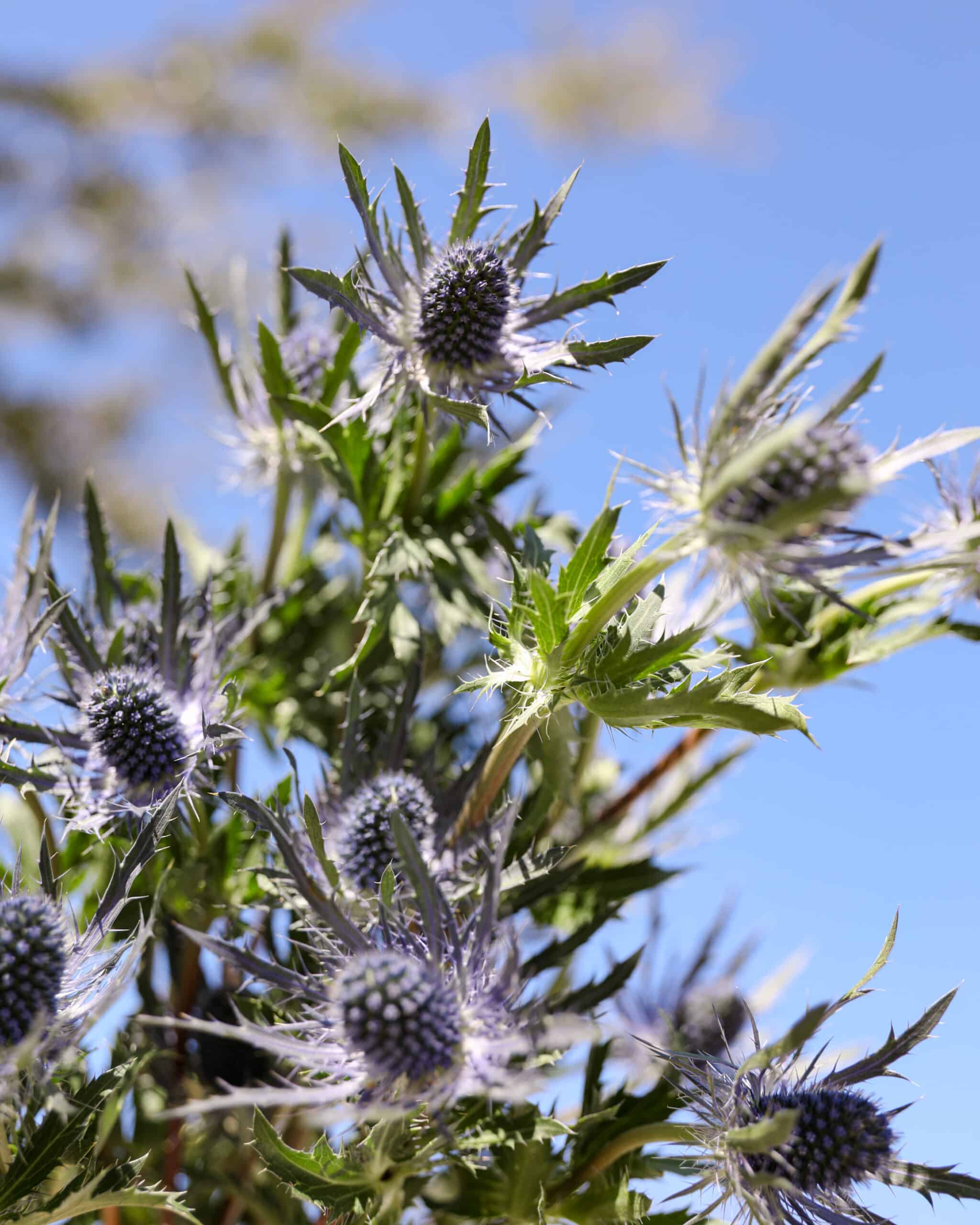 November Flower of the Month Thistle In Bloom Florist Blog In