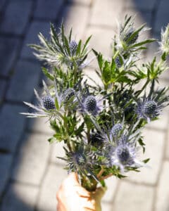 a bundle of thistle being held