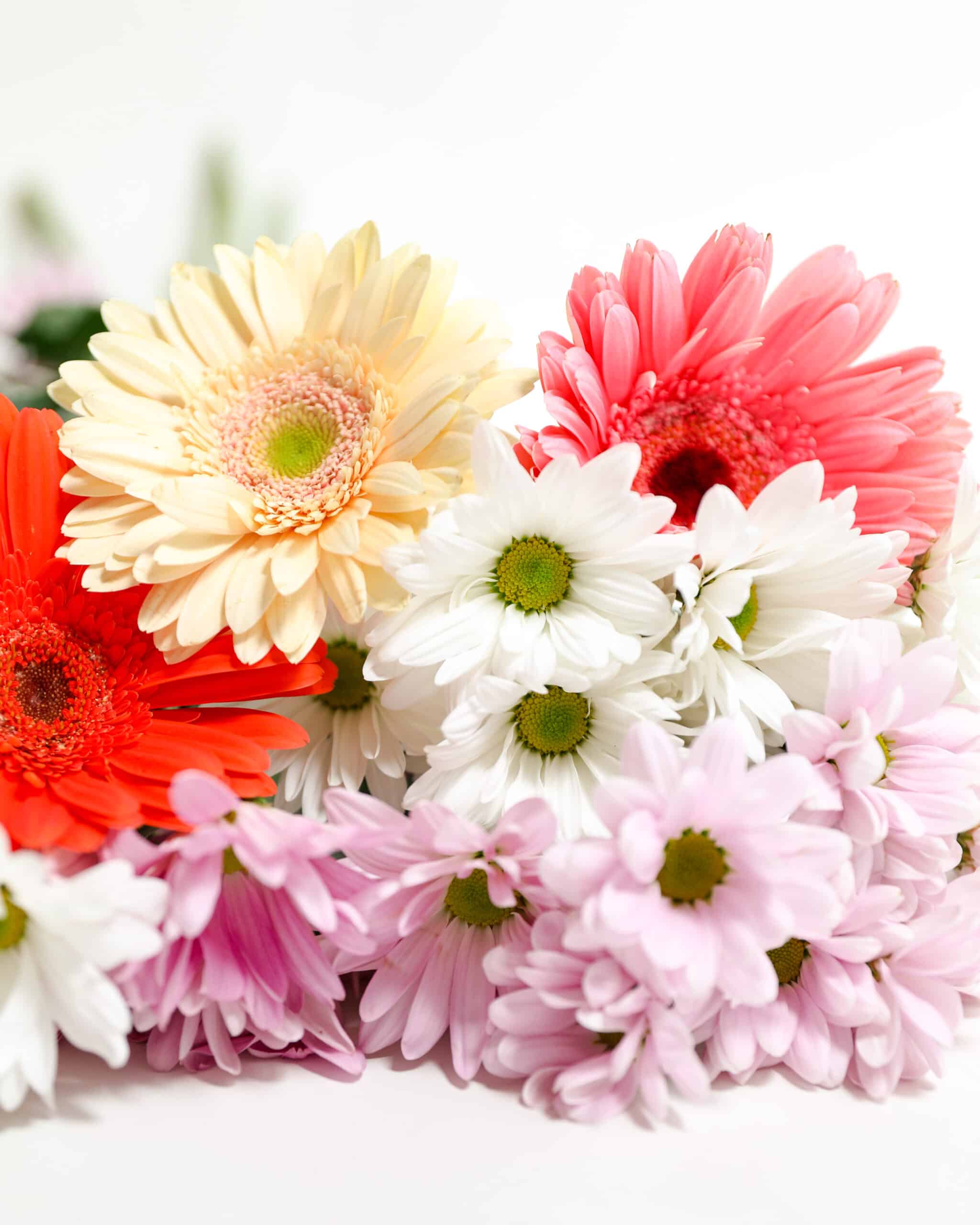 white and pink Daisy flowers and red, pink, and peach gerbera daisies