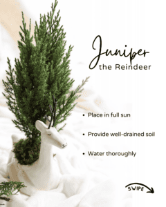small juniper tree in a reindeer pot - junper plant care - place in full sun; provide well drainf soil; water thouroughly 