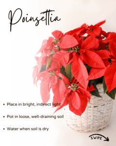 poinsettia plant care - place in bright indirect light; pot in loose well-draining soil; water when soil is dry