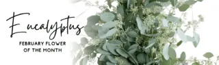 Blog Banner – Flower of the Month – Eucalyptus (1)