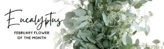 Blog Banner – Flower of the Month – Eucalyptus (1)