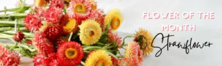 March Flower of the Month Blog Banner