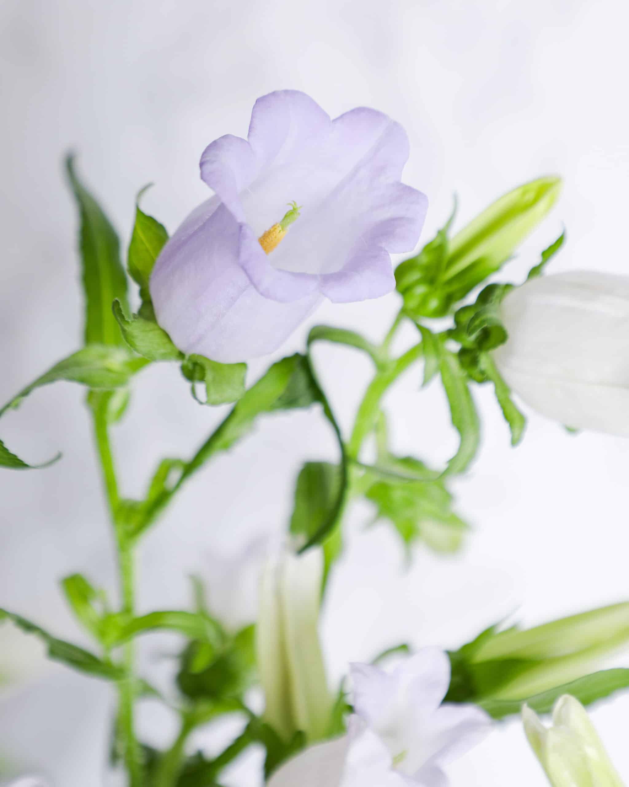 April Flower of the Month: Campanula | In Bloom Florist Blog - In Bloom ...