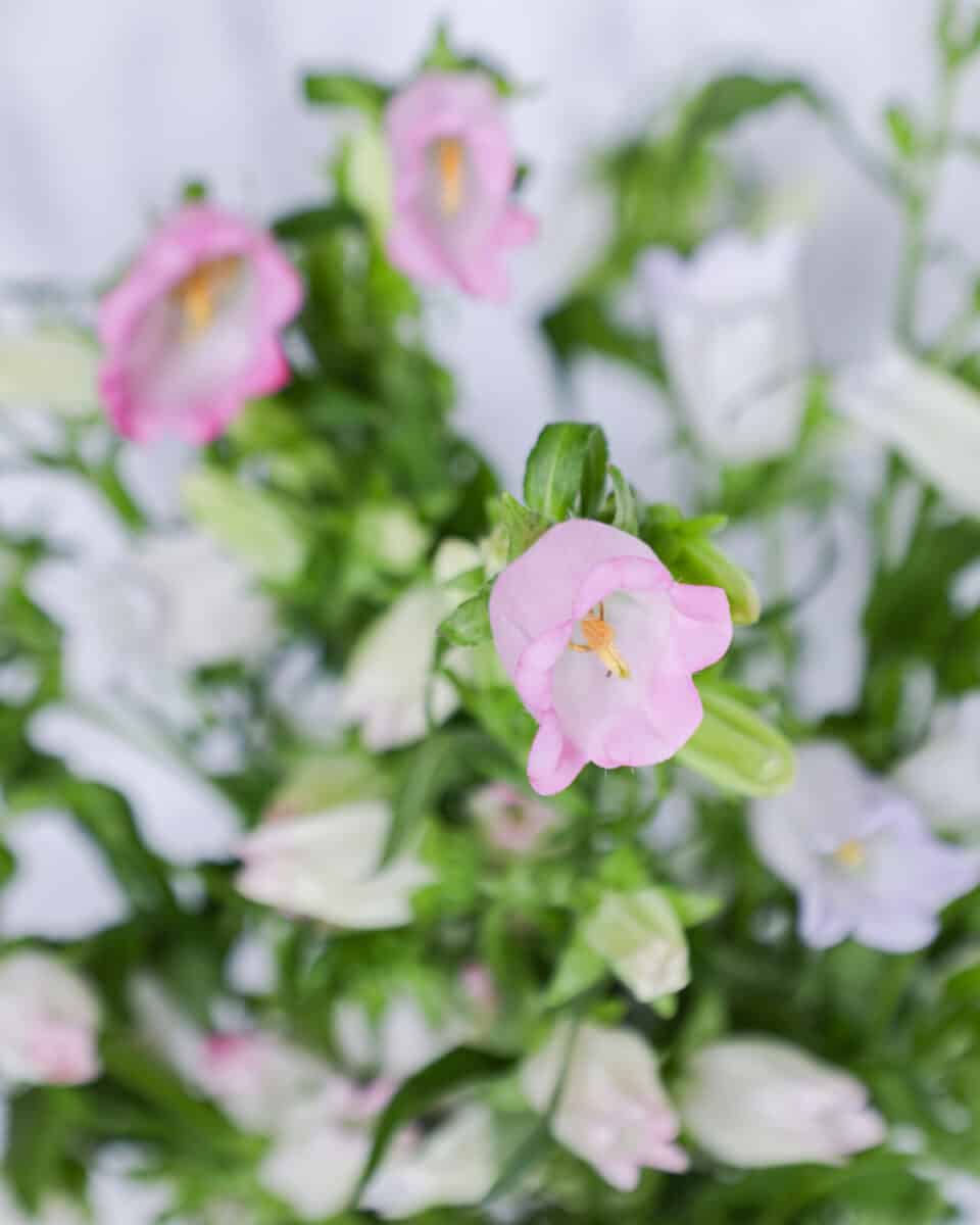 April Flower of the Month: Campanula | In Bloom Florist Blog - In Bloom ...